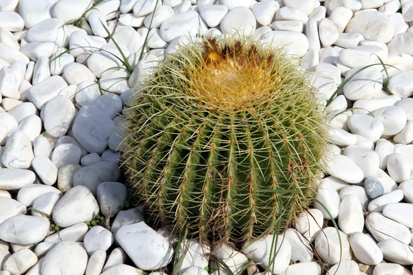 Cacto verde — Fotografia de Stock