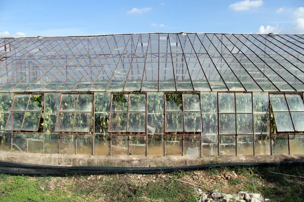 Glass greenhouse — Stock Photo, Image