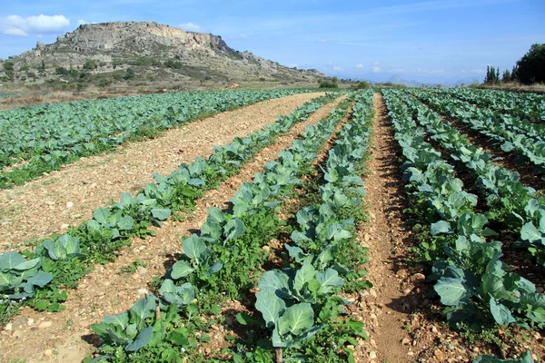 Rows on the field — Stock Photo, Image