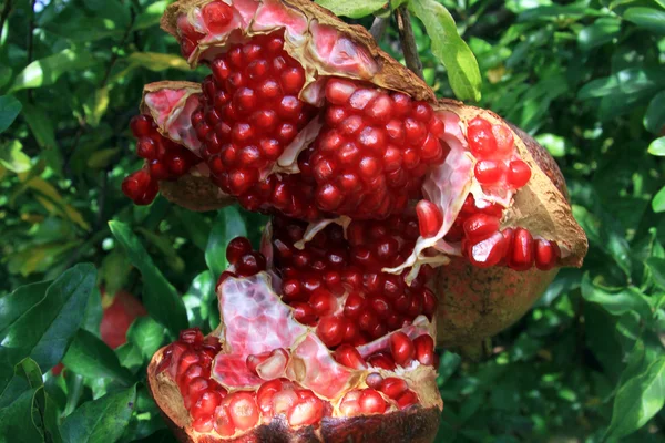 Red pomegranades — Stock Photo, Image