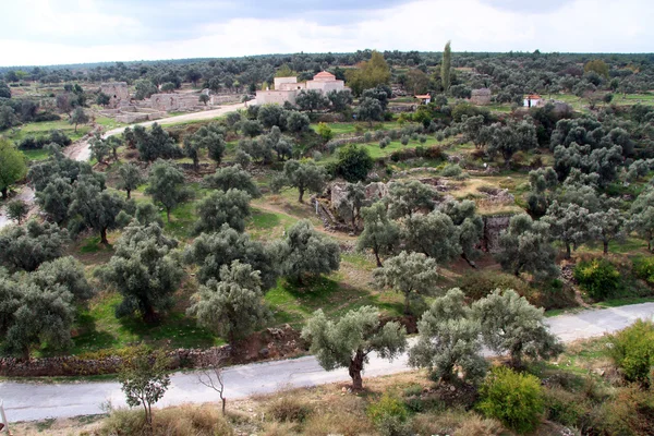 Zeytin ağaçları — Stok fotoğraf