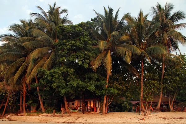 Palmbomen — Stockfoto