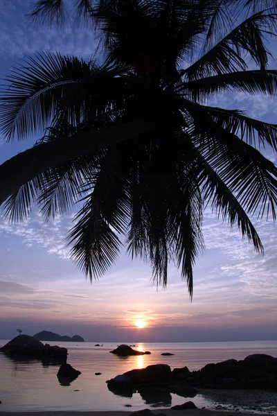 Palm tree — Stock Photo, Image