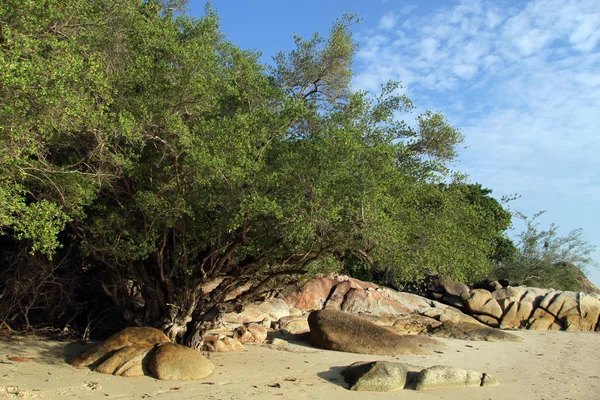 Trees and stones — Stock Photo, Image