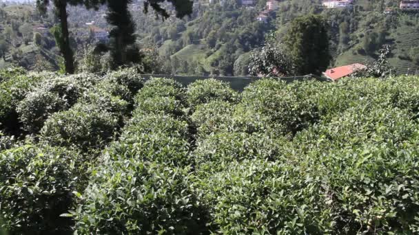 Tea plantation — Stock Video