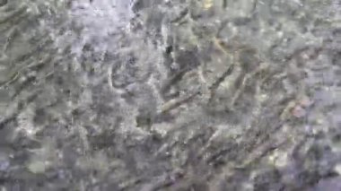bir sürü balık