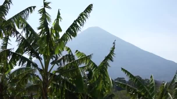 Банановое дерево и вулкан — стоковое видео