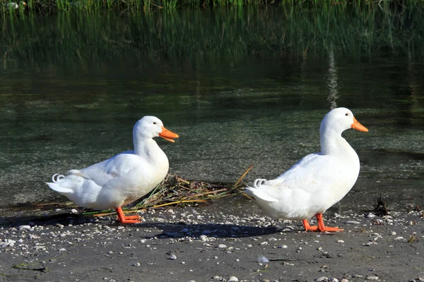 Dois patos — Fotografia de Stock