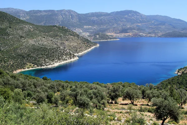 Olive farm — Stok fotoğraf