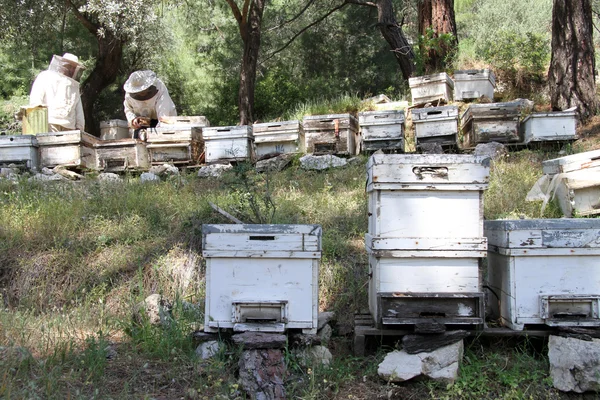 Bienenstöcke und Imker — Stockfoto