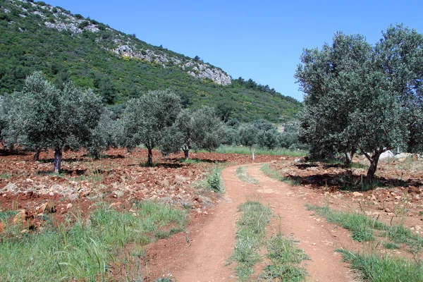 Dirt rosd e oliveiras — Fotografia de Stock