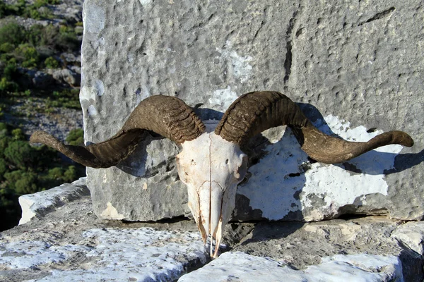 Crânio carneiro — Fotografia de Stock