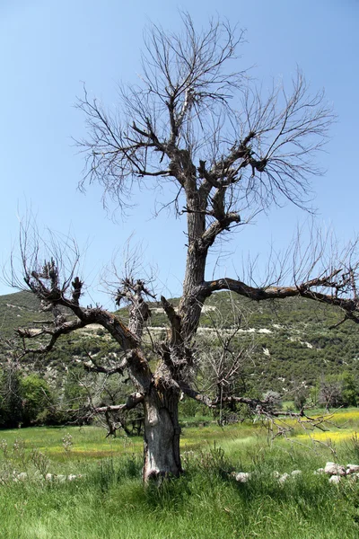 건조 한 나무 — 스톡 사진