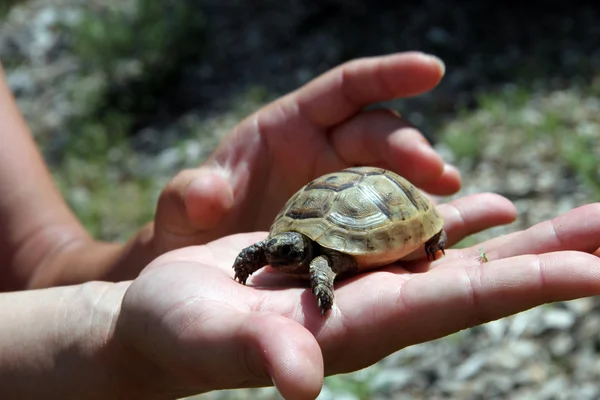 Tortuga pequeña — Foto de Stock