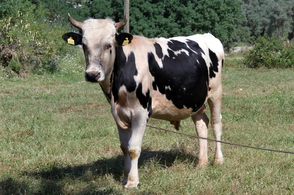 Jeune vache — Photo