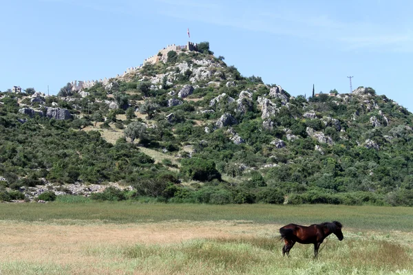 Forte snd cavalo — Fotografia de Stock