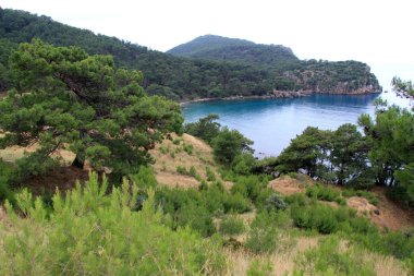 yeşil ağaçlar