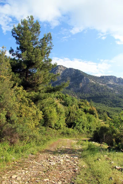 Árbol y pista — Foto de Stock