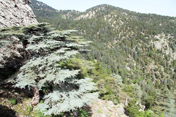 Floresta e Montanha — Fotografia de Stock