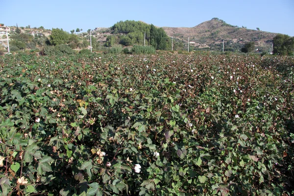 Campo de algodón —  Fotos de Stock