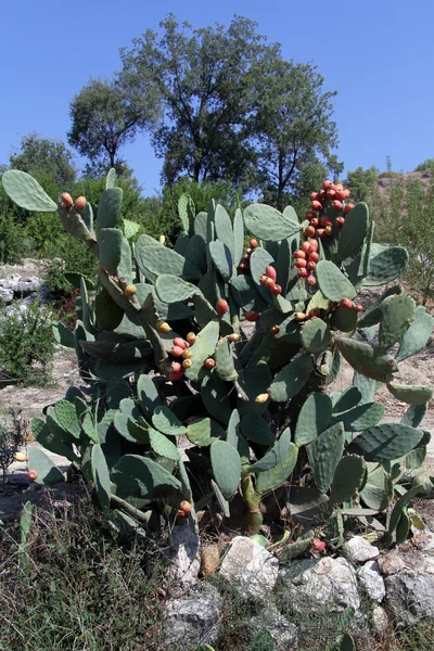 Büyük kaktüs — Stok fotoğraf