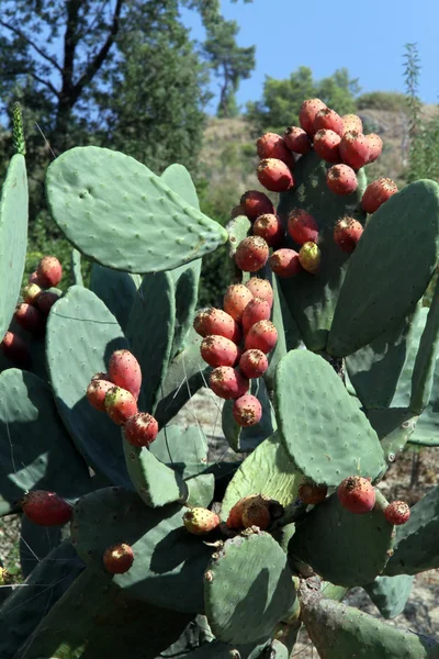 Frutas e cactos — Fotografia de Stock