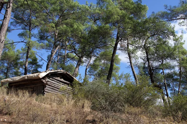 Drewniana chata w lesie — Zdjęcie stockowe