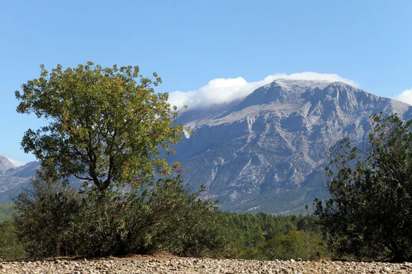 Baum und Berg — Stockfoto