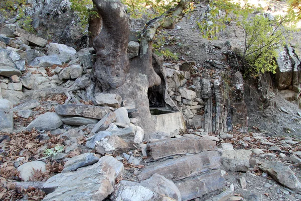 Árbol grande y piedras —  Fotos de Stock