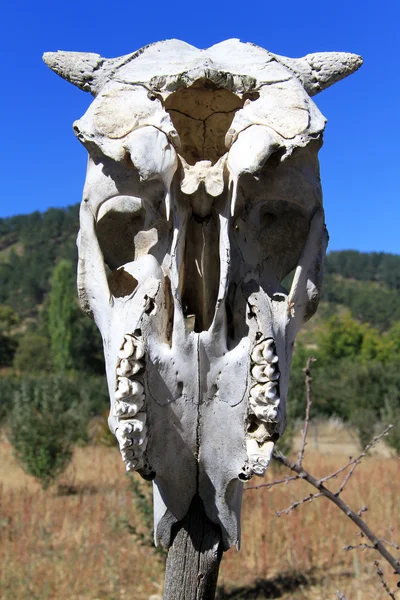 Cranio di cavallo — Foto Stock