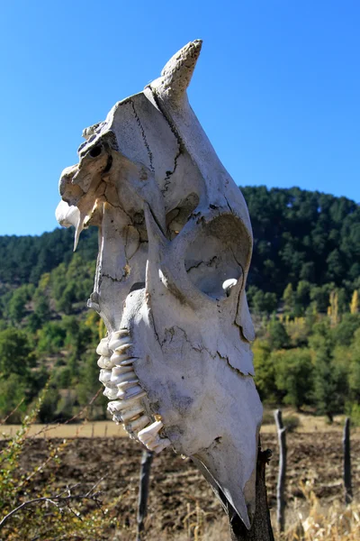 Cráneo de caballo — Foto de Stock