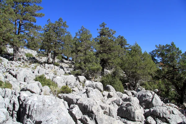 Pine trees — Stock Photo, Image