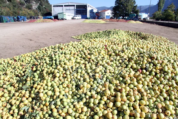 Groene appels — Stockfoto