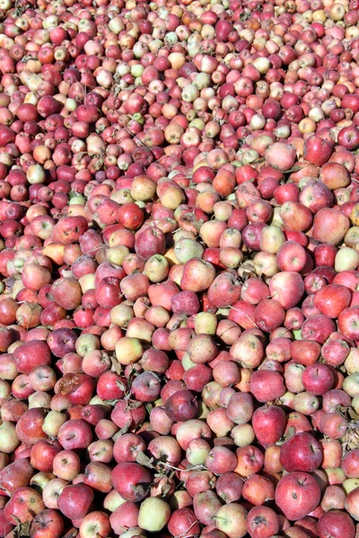 Haufen Äpfel — Stockfoto