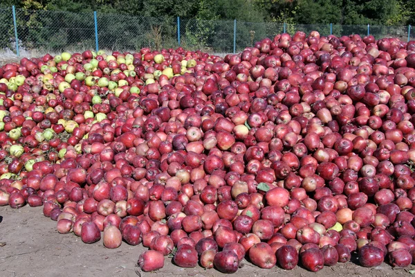 Rote Äpfel — Stockfoto