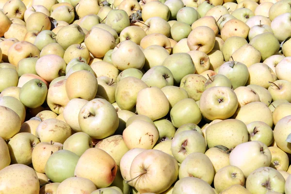Heap of apples — Stock Photo, Image