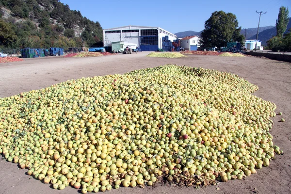 Tas de pommes — Photo