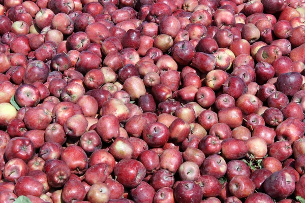 Red apples — Stock Photo, Image