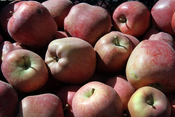 Filas de manzana —  Fotos de Stock