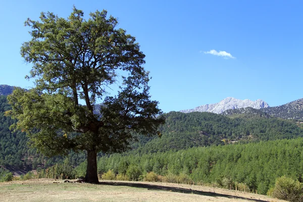 Árbol solitario — Foto de Stock