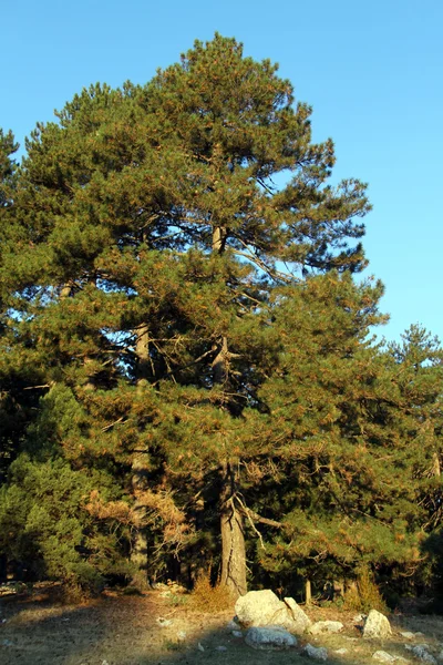 Dennenboom — Stockfoto