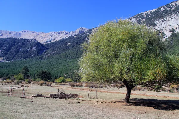 Yalnız ağaç — Stok fotoğraf