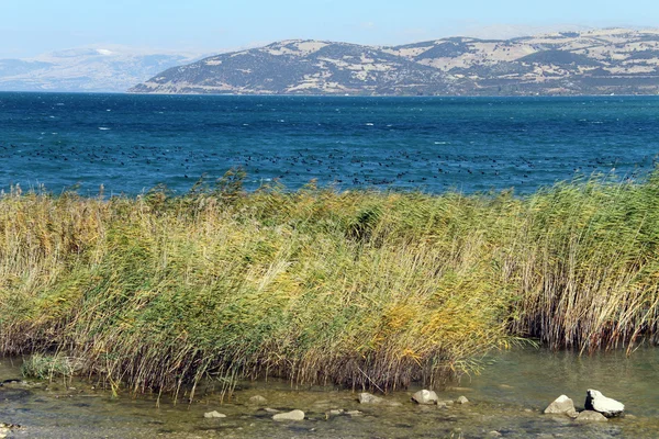 Anatre e lago — Foto Stock