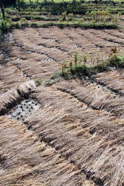 Récolte de riz — Photo