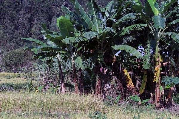 Alberi di banane — Foto Stock