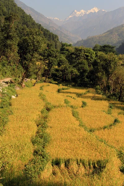 Campos de arroz — Fotografia de Stock