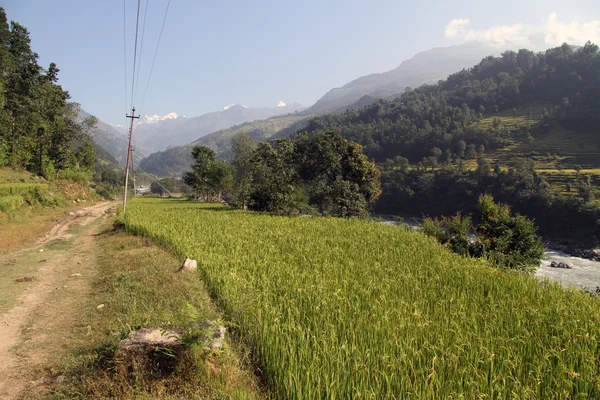 Campo de arroz — Foto de Stock