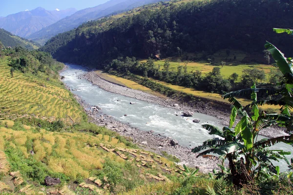 Muz ve pirinç Nehri yakınında — Stok fotoğraf