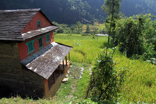 Field and house — Stock Photo, Image