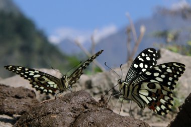 Two butterflies clipart